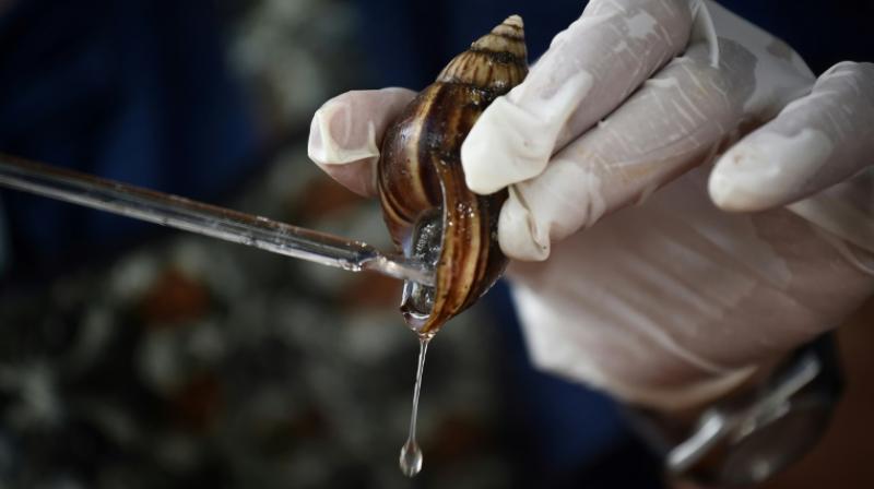 Snail slime used in beauty products more valuable than gold