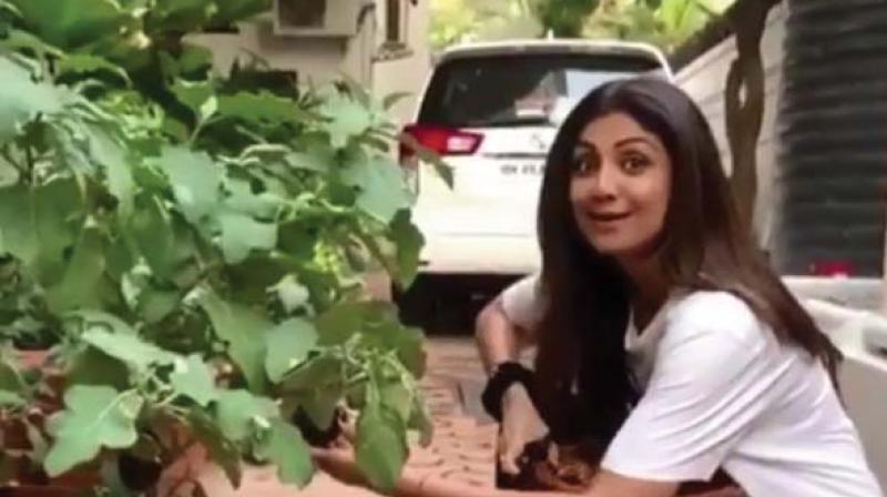 Shilpa Shetty grows organic veggies at home