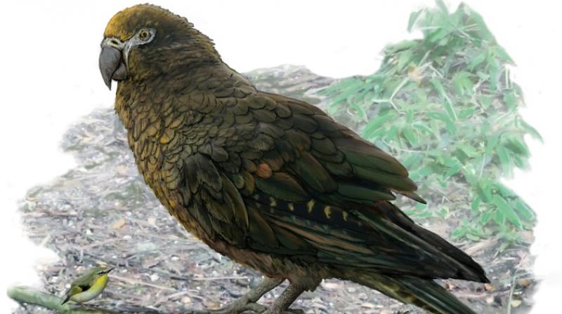 Remains of â€˜Herculeanâ€™ parrot found in New Zealand