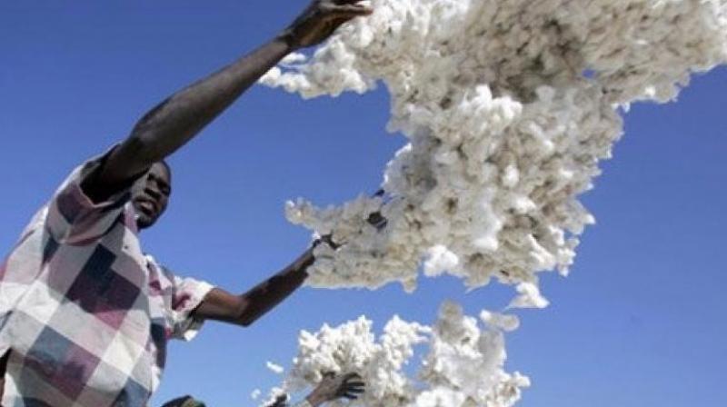 US-China â€˜warâ€™ hits TS cotton: Market expects turmoil, Rs 5,000/quintal in Khammam