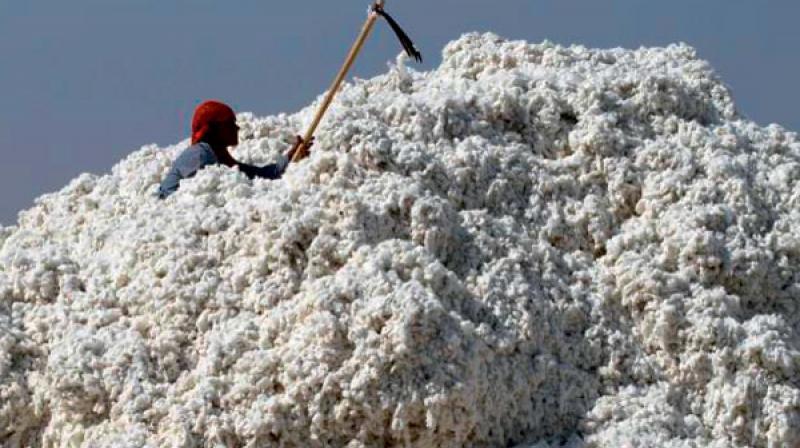 US-China â€˜warâ€™ hits Telangana cotton: Karimnagar farmers may lose money