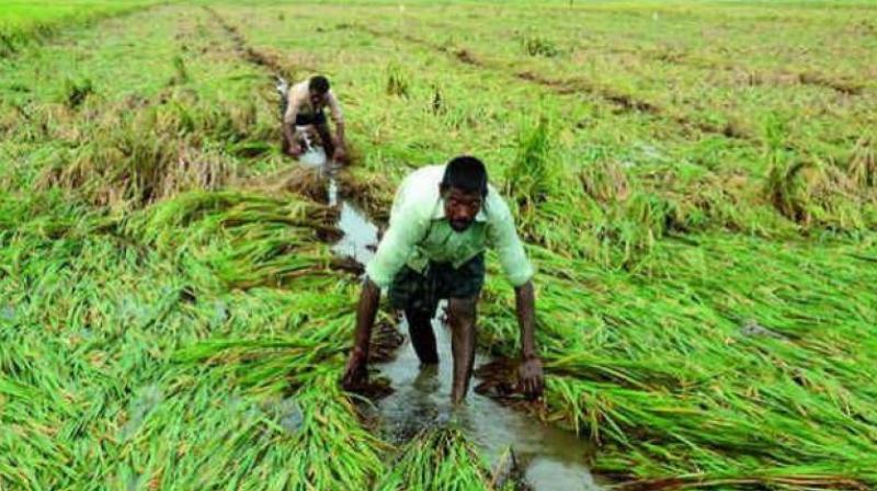 Budget 2019: Govt raises budget allocation to agri ministry by 78 pc in FY\20