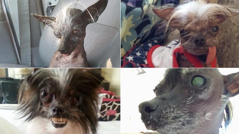 (Photo: Facebook / Worlds Ugliest Dog Contestants)