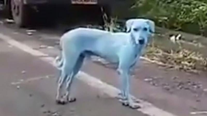 Stray dog in Mumbai turns blue after swimming in polluted water. (Photo: Youtube)