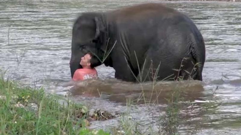 The footage shows Kham Lha, the baby elephant, rushing to the aid of his trainer Darrick who was swimming in the water. (Credit: YouTube)