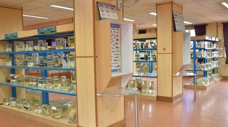 An inside view of the marine biodiversity museum of CMFRI. (Photo: DC)