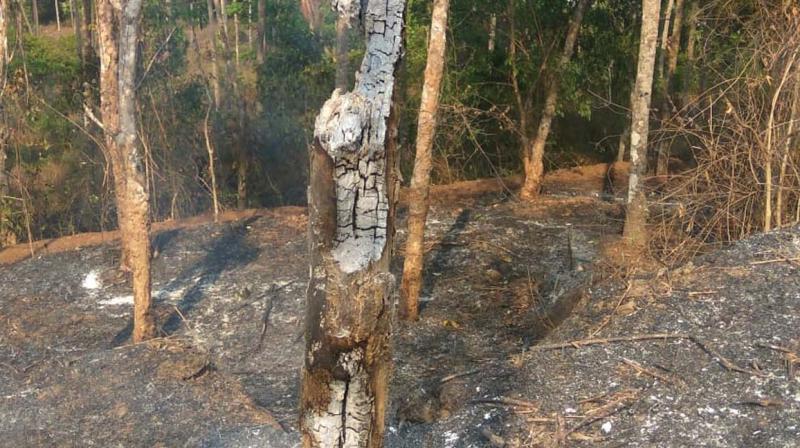 Flora and fauna gutted in Kozhikode