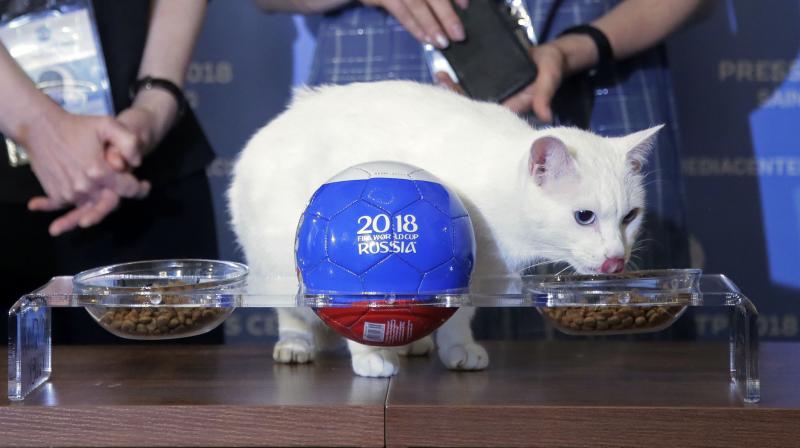 Offered a choice of two bowls of food, the white feline hesitated before choosing one with the Russian flag, dismissing Saudi Arabias chances of a win. (Photo: AP)