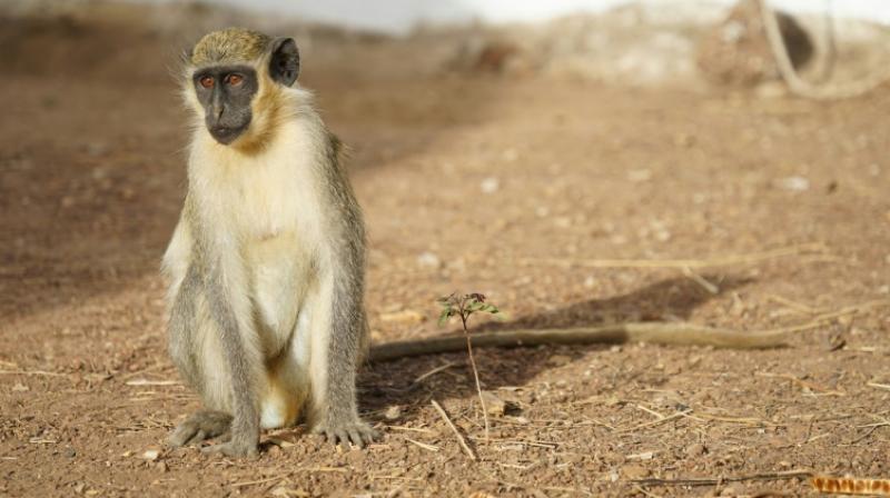 The researchers speculate that the hard-wired monkey calls, and the meaning attached to them, are similar to noises that infant humans make. (Photo: AFP)