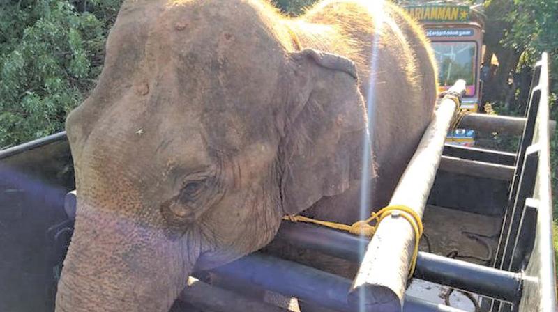 Elephants translocated: Experts speak out