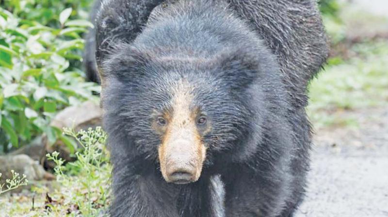 Bear hug scare for Coonoor people again