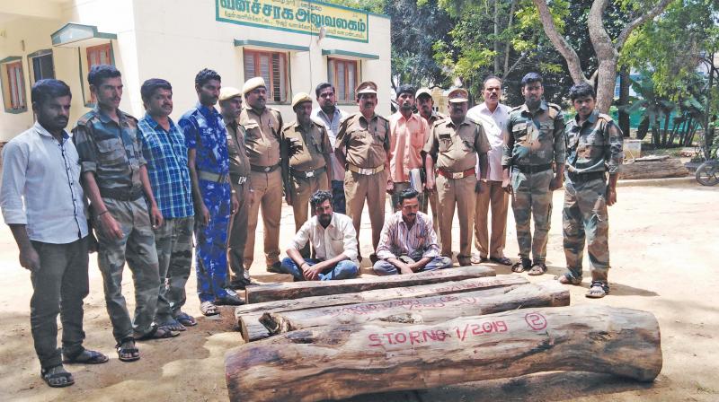 Krishnagiri forest staff intensify vigil to save rose wood trees