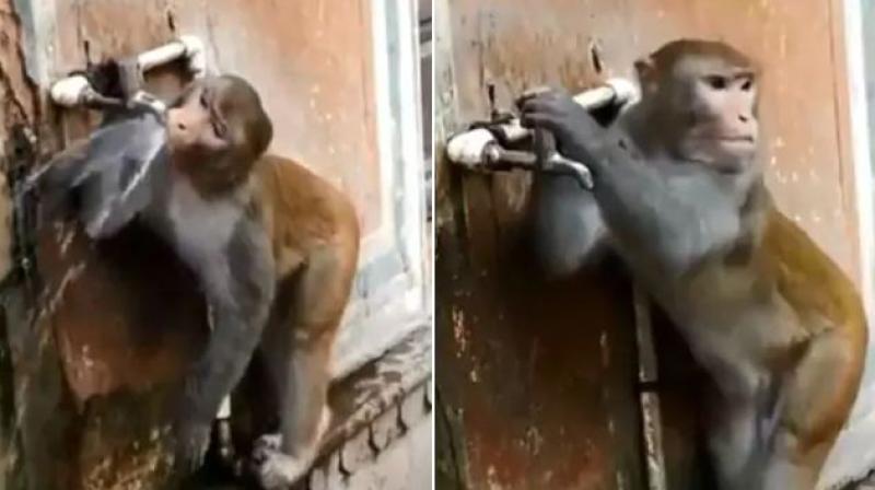 Watch video: Monkey closes tap after drinking water