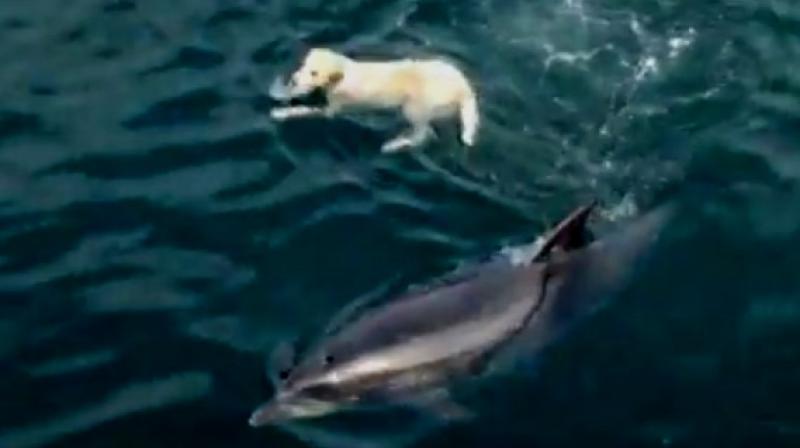 Ben mysteriously knows whenever Duggie approaches the shore (Photo: YouTube)