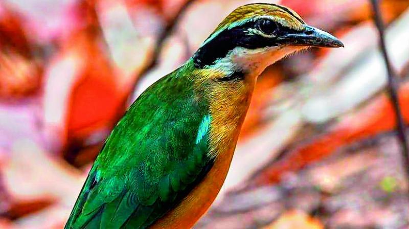 New birds spotted at Pakhal bio-park