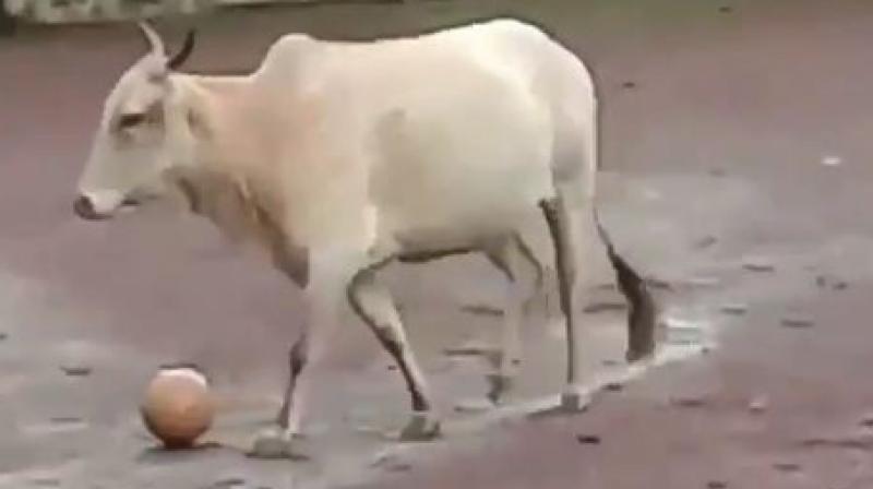 Video of cow playing football goes viral