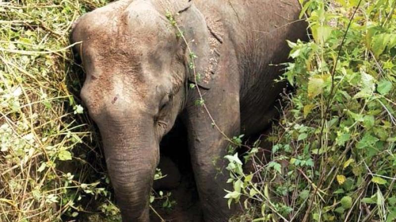Mysuru: Jumbo trapped in canal, wriggles to safety