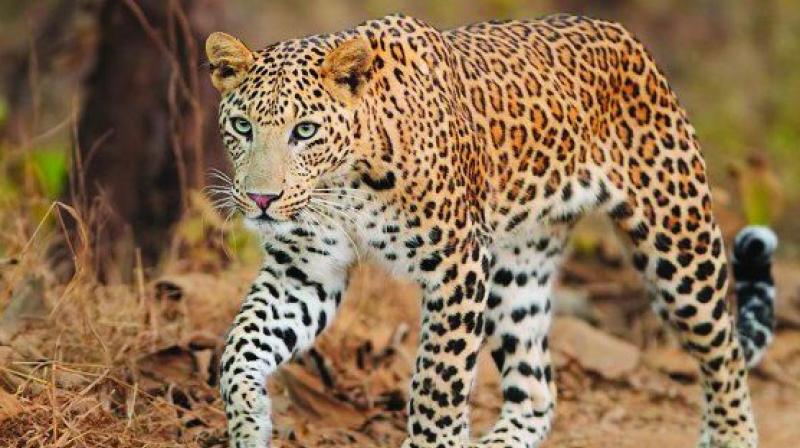 2 men throw stones at leopard in zoo in Gujarat, VMC to step up security