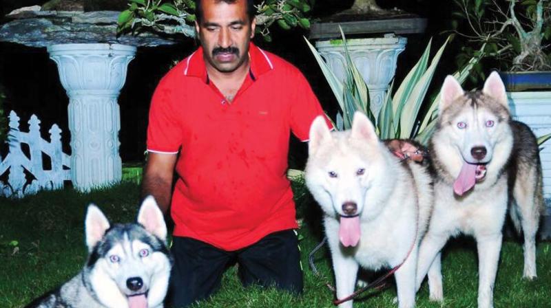 Sathish Kumar with his Siberian Huskys Silky, Cash and Tony.