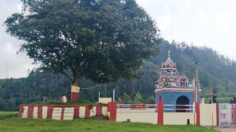 Ooty needs to plant more trees, hedges to tackle air pollution