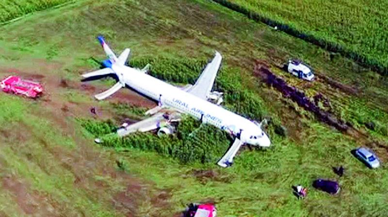 The Ural Airlines A321 plane after a hard landing on a corn field near Moscows Zhukovsky airport on Thursday. A Russian pilot is being hailed as a hero for landing safely an Airbus carrying more than 230 people after a bird strike. (Photo: AFP)