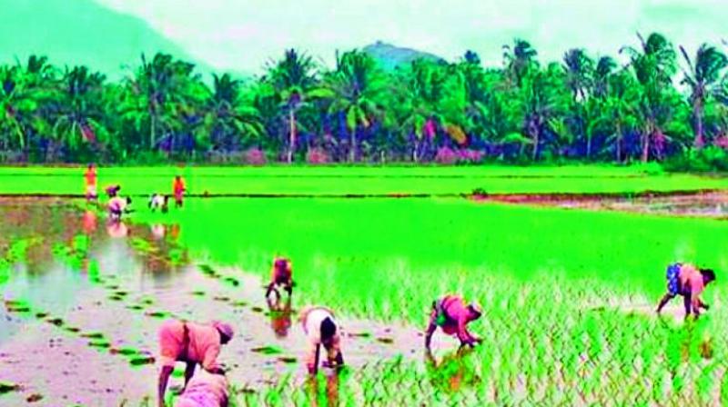 Khammam: Farm labourer out of work, MNREGA can be saviour