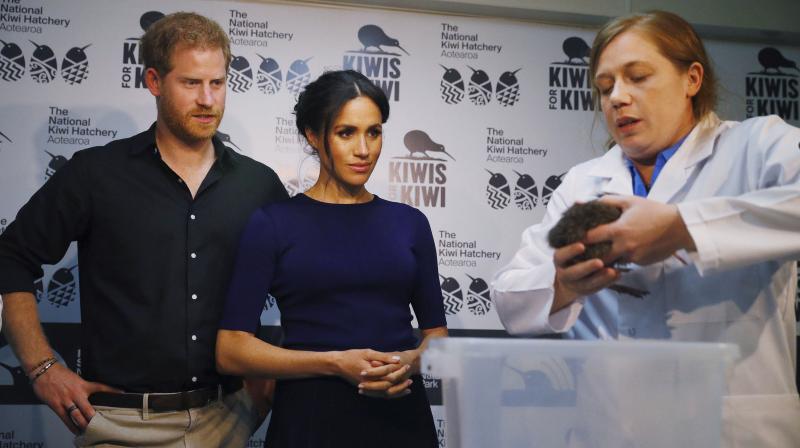 Britains Prince Harry and Meghan, Duchess of Sussex during their visit to Rainbow Springs to learn more about the centres kiwi breeding programme in Rotorua, New Zealand, Wednesday, Oct. 31, 2018. (Photo: AP)