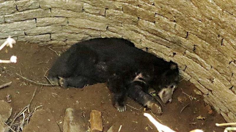 The sloth bear that accidentally fell into a well in Tumakuru (Image DC)
