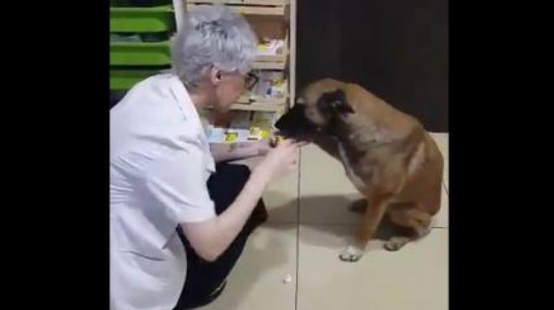 Heart-warming clip of injured stray dog goes viral; watch video