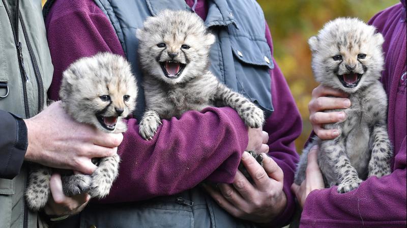 Cheetahs be kept in zoological gardens recommend researchers