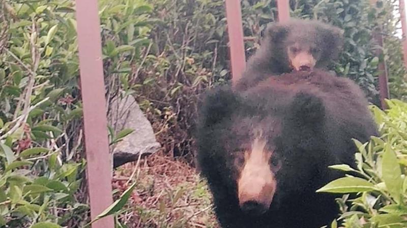 Wild bear with cubs scares villagers near Coonoor