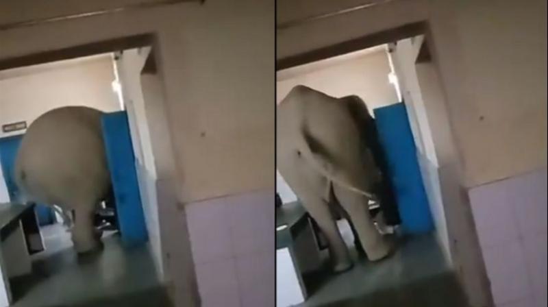 WATCH: Elephant enters into Army storeroom, old video goes viral