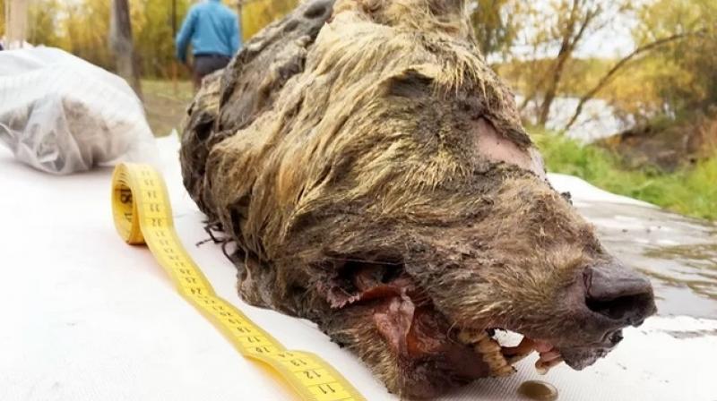 Russia uncovers 40,000 year-old wolf head, preserved in ice