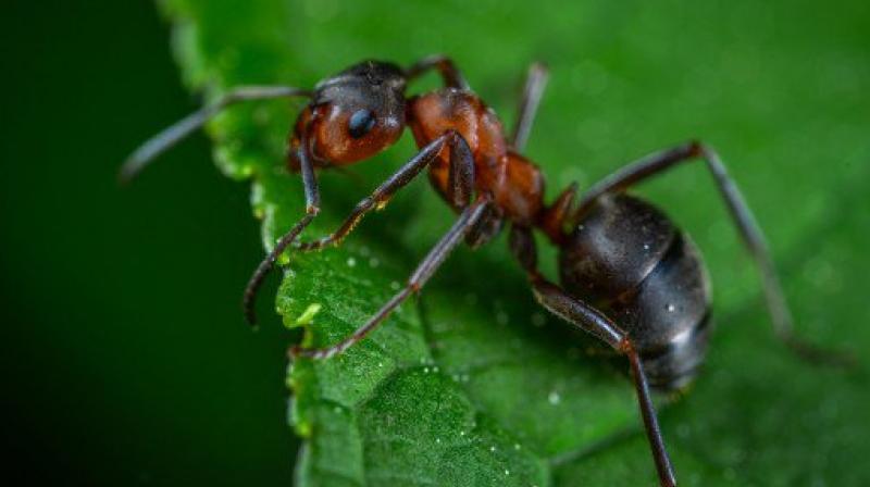 This ant-like robot could repair internal injuries in humans