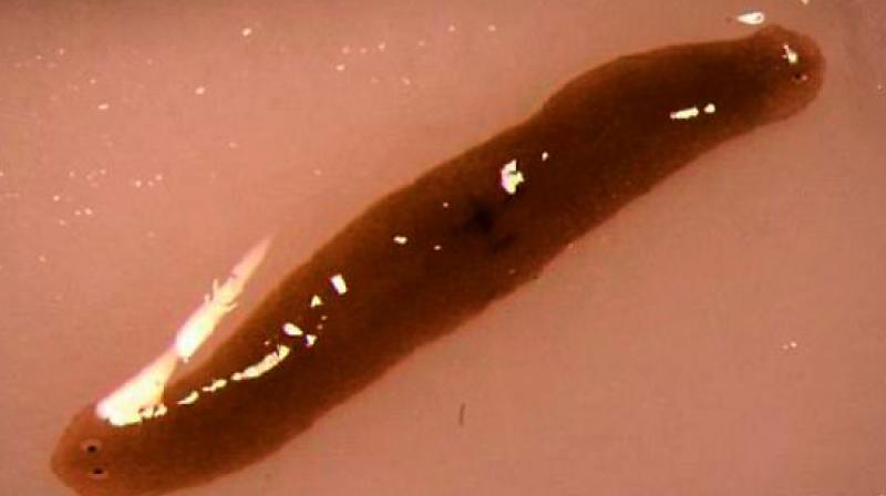 The head of a  double-headed worm was amputated on both sides.