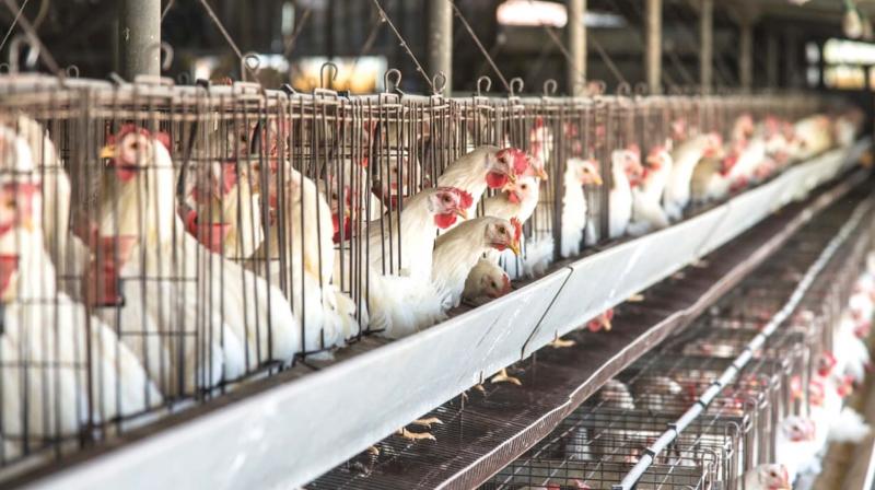 Anti-battery cage campaign hots up