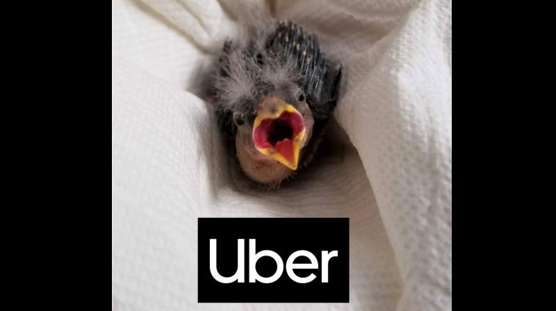 Uber? Please take this bird home: \Drunk\ man rescues little bird in Utah