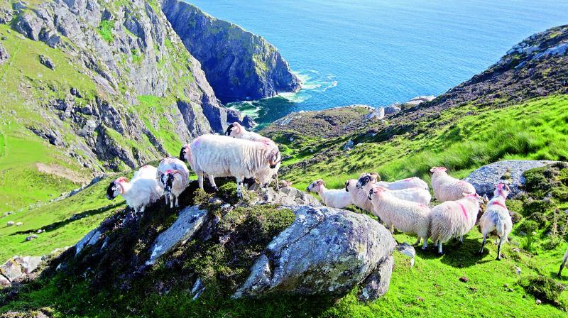 Sliabh Liag, among the highest marine cliffs in Europe, is one of many gorgeously intimidating sights that greets visitors on the Wild Atlantic Way.