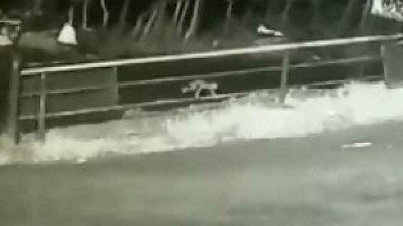 Watch: Baby falls off speeding SUV in Kerala; crawls away while parents doze off