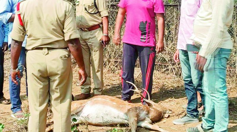 Deer carcass found on University of Hyderabad premises