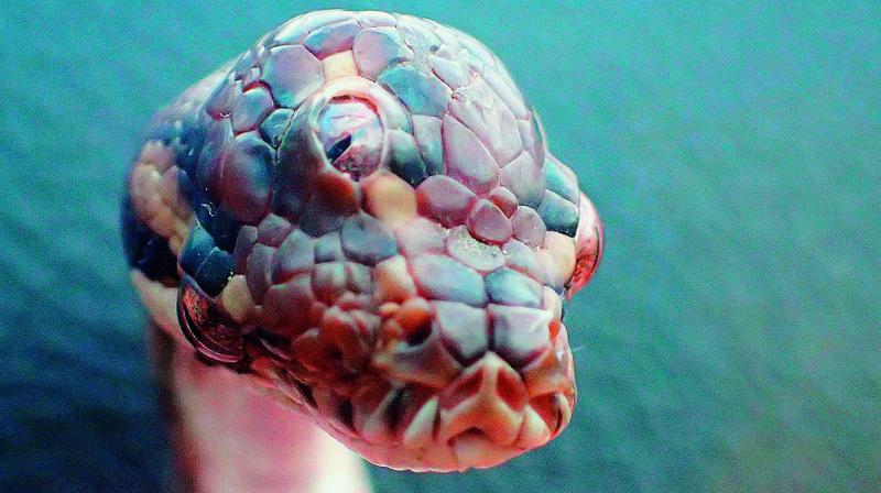 Rangers find three-eyed snake in Oz