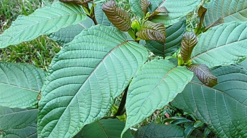 Kratom: Herbal supplement not safe to treat pain and addiction