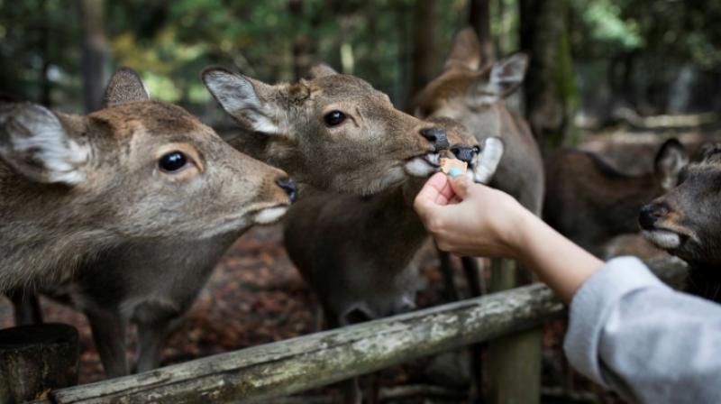 Nine deer die after eating plastic in Japan