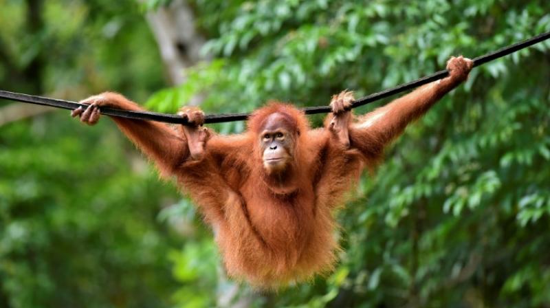 Endangered orangutans released in the wild