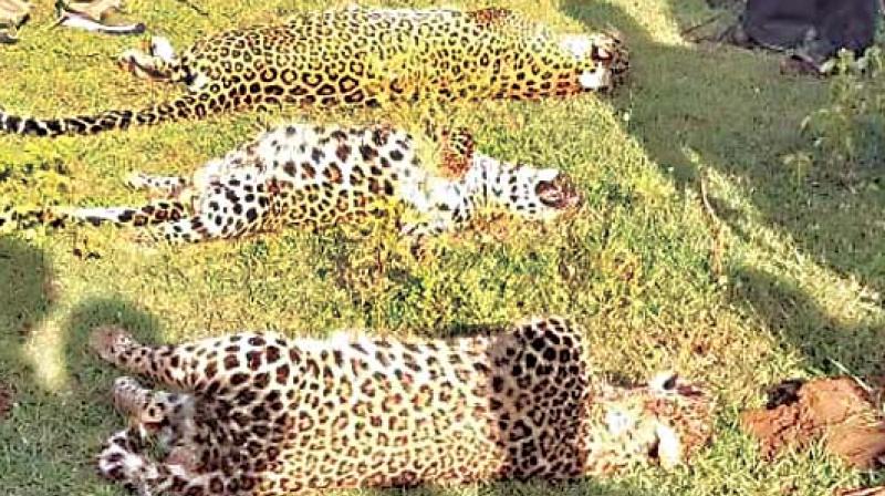 Mysuru: Villagers poison 3 leopards to death in Nanjangud