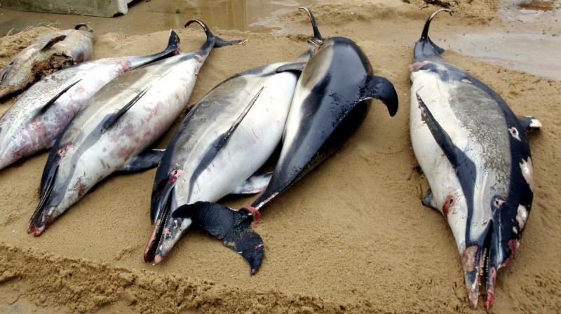 Extremely mutilated dolphin deaths in France cause fury