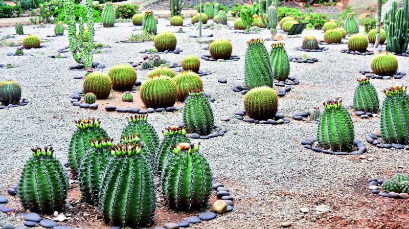 Hyderabad: Foreign cacti collection on show