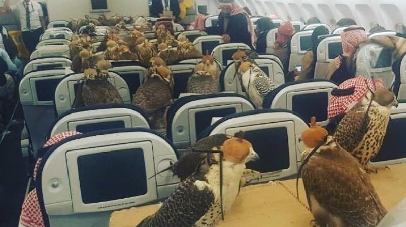 A picture posted on the Reddit has gone viral which shows a flock of blindfolded falcons seated on a plane. (Photo: Reddit)