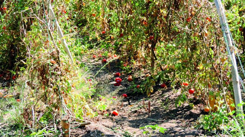 Tomatoes lie rotting in a field at Keslapur village in Indravelli mandal in Adilabad district on Friday. (Photo: DC)