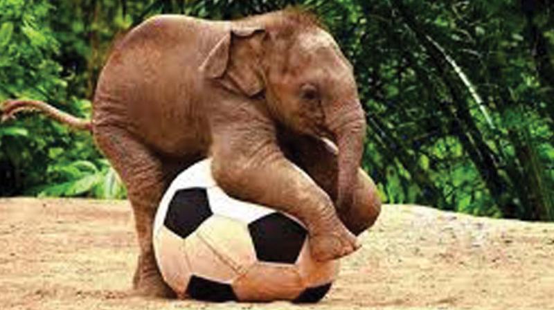 The authorities have decided to introduce playful activities, toys and football to16 such elephants in the Corbett Tiger Reserve, 10 of which brought from Karnataka.